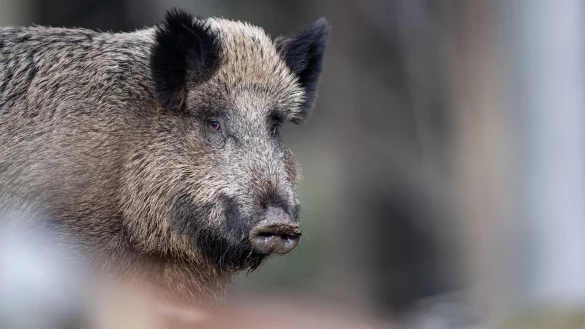 Wildschwein - &copy; Foto: Lino Mirgeler/dpa