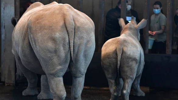 Nash&ouml;rner Marcita und Tayo - &copy; Foto: Martin Schutt/dpa-Zentralbild/dpa