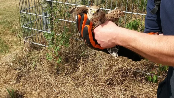 In Sicherheit: Nach der Rettung durch die Freiwillige Feuerwehr Lage wurde der falke an die Adlerwarte Berlebeck &uuml;bergeben. - &copy; Freiwillige Feuerwehr Lage