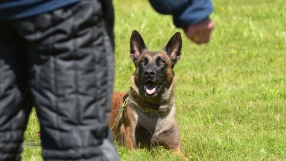 Ein Polizeihund hat sich im Wald von der Leine seines Herrchens losgerissen, einen Radler umgerissen und schwer verletzt. - &copy; Symbolfoto: Polizei