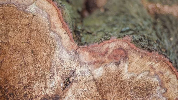 Werden Bäume morsch, müssen sie gefällt werden, wenn sie Menschen gefährden könnten. - © Symbolbild: Pixabay