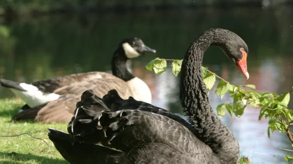 Viele B&uuml;rger haben Anteil an dem Tod von &bdquo;Baucis" genommen. Der Trauerschwan &bdquo;Philemon" soll aber auf keinen Fall allein bleiben. - &copy; Vera Gerstendorf-Welle