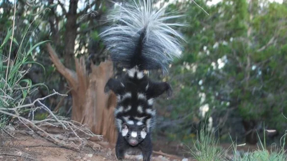 Stinktiere im Handstand - &copy; Foto: Jerry W. Dragoo/Field Museum/dpa