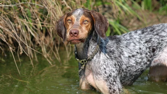 Kein steuerlicher Vorteil für Jagdhunde in Blomberg. - © Pixabay