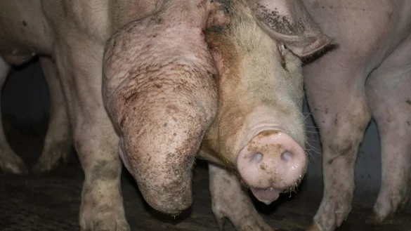 Tiersch&uuml;tzer haben in sieben Betrieben teils erschreckende Zust&auml;nde dokumentiert. - &copy; Deutsches Tierschutzb&uuml;ro e.V.