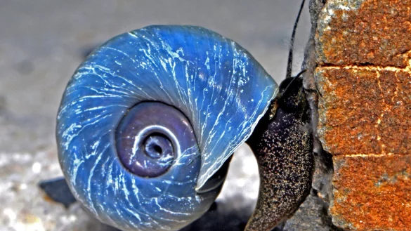 Schnecke - &copy; Foto: FLH/dpa-tmn
