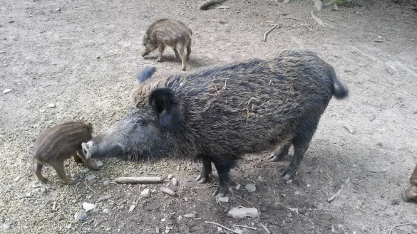 Die Afrikanische Schweinepest breitet sich in Osteuropa und jetzt auch in Belgien aus. F&uuml;r Menschen ist das Virus ungef&auml;hrlich, aber f&uuml;r Haus- und Wildschweine ist es fast immer t&ouml;dlich. - &copy; Silke Buhrmester