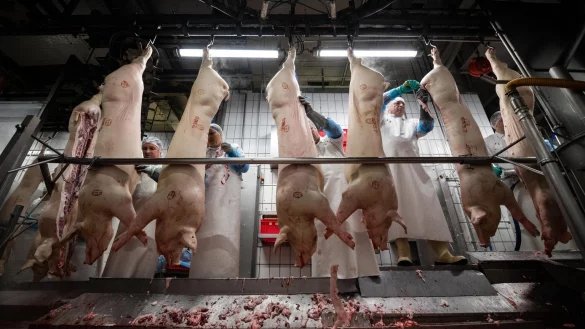 Im Schlachthof - &copy; Foto: Mohssen Assanimoghaddam/dpa
