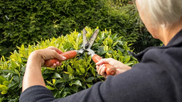 Heckenschnitt im Sommer - &copy; Foto: Christin Klose/dpa-tmn