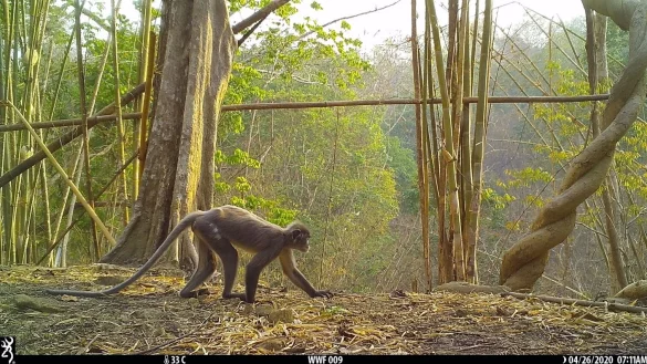 Affe - &copy; Foto: WWF Myanmar/dpa