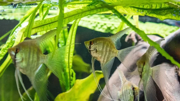 Skalare - &copy; Foto: Andrea Warnecke