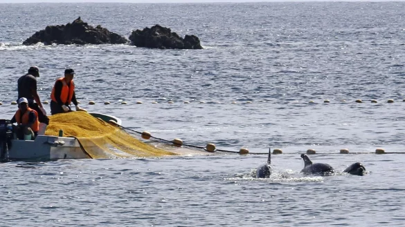 Delfinjagd in Japan - &copy; Foto: -/kyodo/dpa