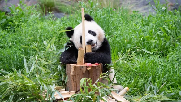 Panda-Zwillinge im Zoo Berlin - &copy; Foto: Paul Zinken/dpa