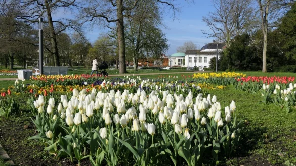 Ein bl&uuml;hendes Tulpenmeer im Kurpark. - &copy; Sven Kienscherf
