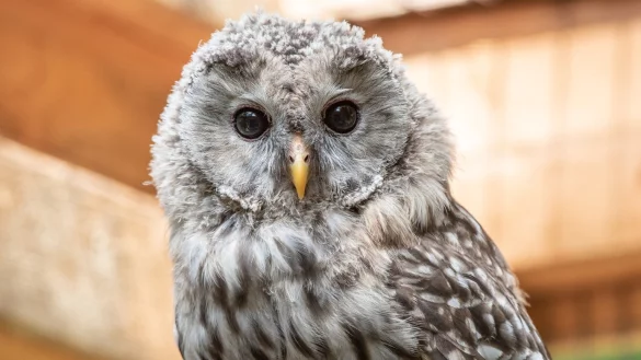 Habichtskauz - &copy; Foto: Armin Weigel