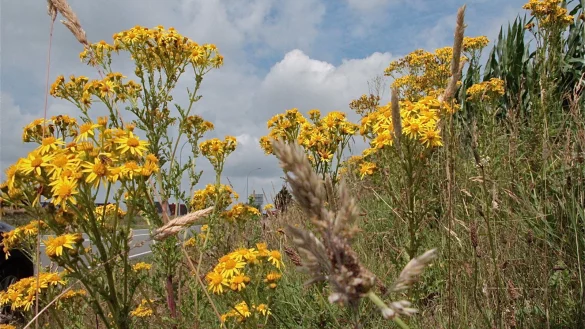 Schön anzusehen, aber gefährlich: Das Jakobskreuzkraut breitet sich in Lippe immer weiter aus. Die Pflanze bildet sehr viele Samen, die durch den Wind verbreitet werden. - © Heidi Stork