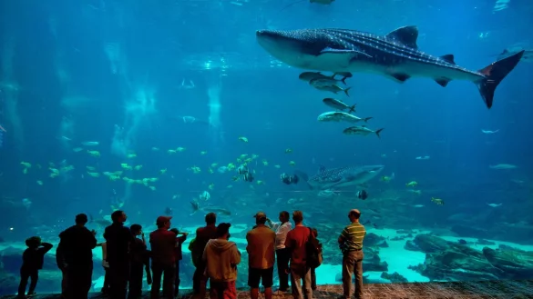 Georgia Aquarium - &copy; Foto: Atlanta CVB