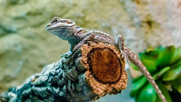 Bartagame - &copy; Foto: Markus Scholz/dpa-tmn