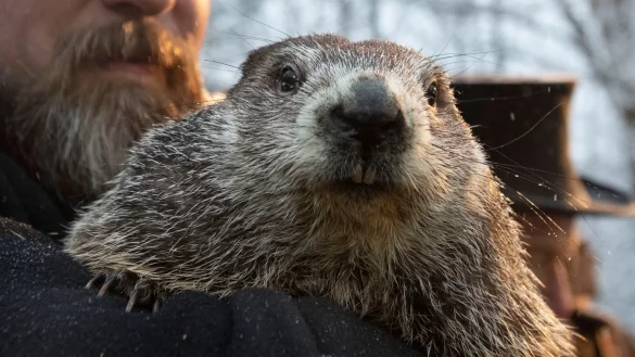 Murmeltier-Tag - &copy; Foto: Barry Reeger/AP/dpa