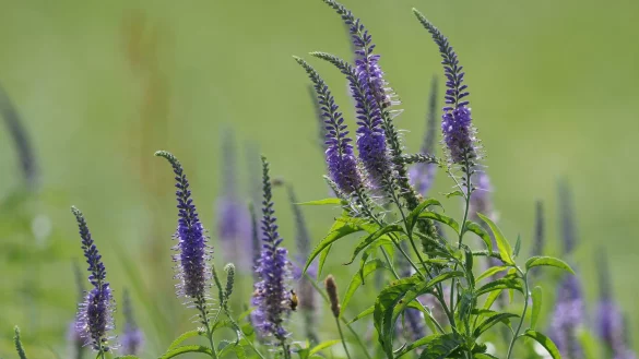 Langbl&auml;ttriger Ehrenpreis - &copy; Foto: Axel Jahn/Loki Schmidt Stiftung/dpa