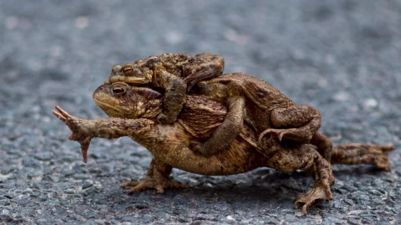 Kr&ouml;ten auf Wanderung - &copy; Foto: Klaus-Dietmar Gabbert