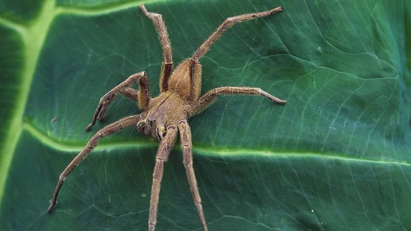 Bei den Spinnen im Pflegeheim h&auml;tte es sich um eine brasilianische Wanderspinne, auch Bananenspinne genannt, handeln k&ouml;nnen. - &copy; picture alliance / blickwinkel/G. Kunz
