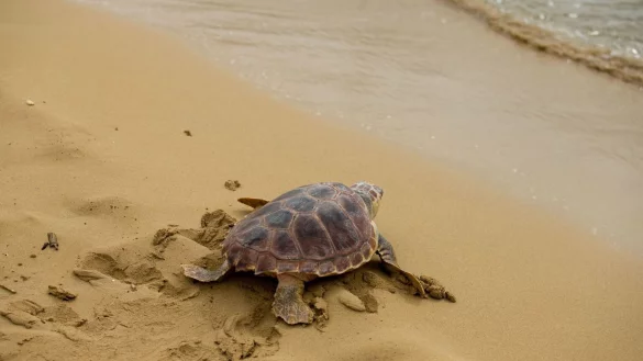 Plastikm&uuml;ll als Falle f&uuml;r junge Meeresschildkr&ouml;ten - &copy; Foto: Steve Parsons/PA Wire/dpa