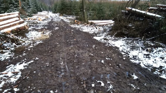 Schweres Ger&auml;t, das bei Waldarbeiten eingesetzt wird, hinterl&auml;sst sichtbare Spuren im aufgeweichten Boden. Die werden jedoch in aller Regel wieder beseitigt. - &copy; Frank Steffens