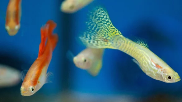 Guppys - &copy; Foto: Franziska Gabbert