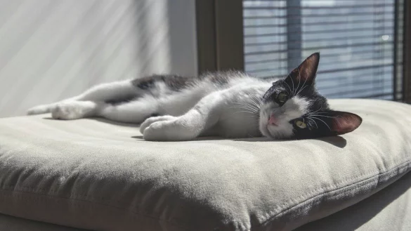 Bei der Frage, ob Haustiere in einer Wohnung gehalten werden d&uuml;rfen, empfiehlt es sich, Kontakt mit dem Vermieter aufzunehmen. - &copy; Pixabay