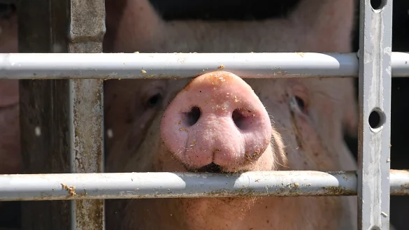 Die Einschr&auml;nkung der Schlachtkapazit&auml;ten wird zum Problem - Landwirte beklagen einen wachsenden "Stau schlachtreifer Tiere". In den St&auml;llen wird es eng. - &copy; picture alliance/dpa