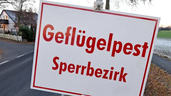 In Lippe gilt bereits Stallpflicht f&uuml;r alle H&uuml;hner und G&auml;nse. - &copy; dpa