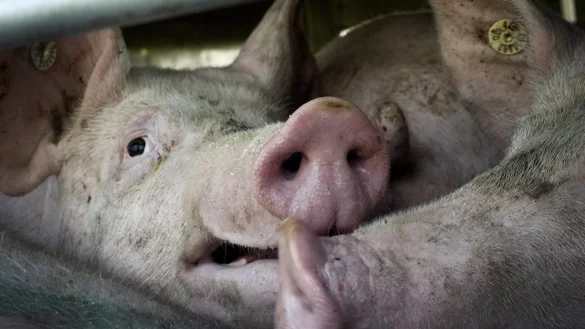 Schweinetransport - &copy; Foto: picture alliance / dpa