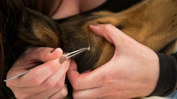 Zecken bei Tieren entfernen - &copy; Foto: Christin Klose/dpa-tmn