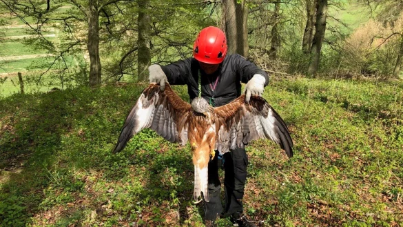 Ein herber Verlust f&uuml;r den Artenschutz: Frank Ahnfeldt von der Biologischen Station Kreis Paderborn-Senne beim Bergen des verendeten Rotmilan-Weibchens in der N&auml;he des Horstes in D&ouml;renhagen - &copy; Biologische Station