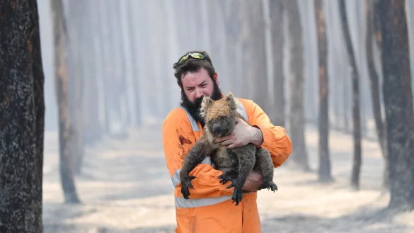 Koala - &copy; Foto: David Mariuz/AAP/dpa