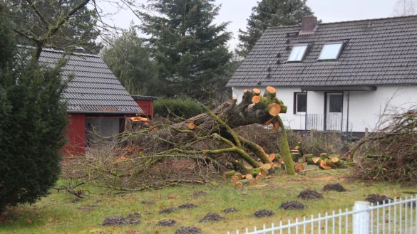 Etliche Jahrzehnte alt war die alte Linde in einem Garten auf dem H&ouml;rster Bruch. Sie wurde ohne Genehmigung der Stadt gef&auml;llt. - &copy; Cordula Gr&ouml;ne(LZ)