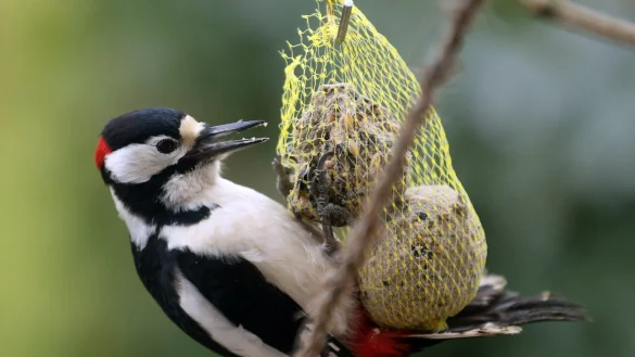 Buntspecht und Vogelfutter - &copy; Foto: Roland Weihrauch