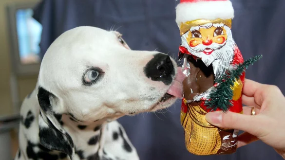 Ein Dalmatiner schleckt an einem Schokoladen-Weihnachtsmann. - &copy; Foto: Marion Gr&ouml;ning/dpa-Zentralbild/Symbolbild