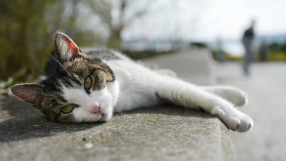 Sollen gechipt werden: Bundesländer diskutieren eine Kennzeichnungspflicht von Hunden und Katzen. - © dpa