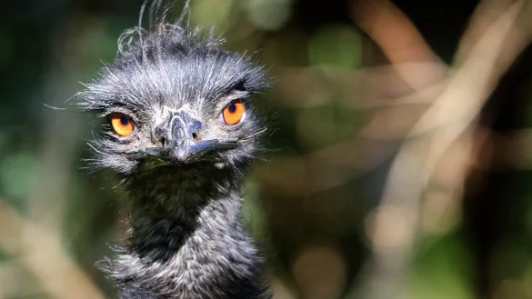 Emu - &copy; Foto: picture alliance / dpa