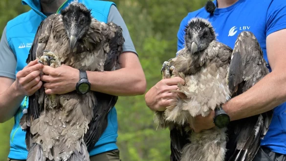 Zwei junge Bartgeier - &copy; Foto: Peter Kneffel/dpa