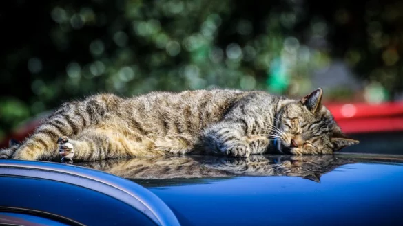 Laut dem Deutschen Tierschutzbund können sich Hauskatzen auch mit der Vogelgrippe infizieren. Das Risiko, so Experten aus dem Kreis Herford, ist jedoch gering. - © Daniel Salmon