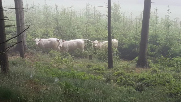 Die drei entlaufenen Charolais-Rinder. - &copy; Privat