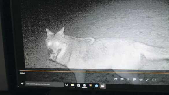 Dieser Wolf wurde von einer Nachtkamera auf landwirtschaftlichem Gelände aufgenommen. - © Doris Lüdeking
