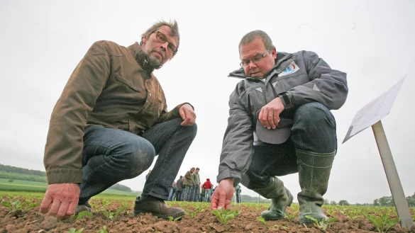 Spannende Stunden beim Feldtag: Gastgeber Udo Beermann vom Hof M&uuml;hlenmeier in Wellentrup (links) und Dr. Stefan Brinker, landwirtschaftlicher Leiter der Zuckerfabrik Lage, inspizieren die jungen Pflanzen auf der Musterfl&auml;che. - &copy; Vera Gerstendorf-Welle