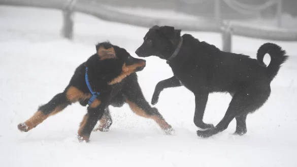 Max und Luna - &copy; Foto: Arne Dedert