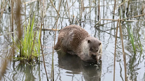 Otter sind scheue Tiere - &copy; Foto: Soeren Stache/dpa-Zentralbild/dpa-tmn