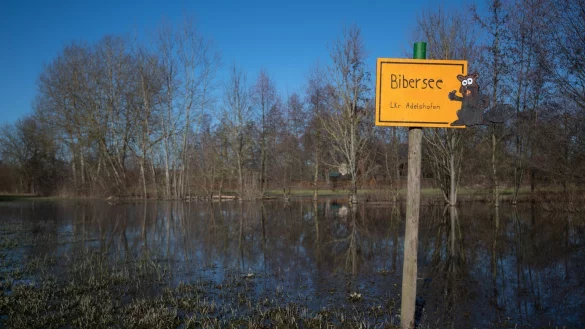 Biber stauen Bach zu kleinem See - &copy; Foto: Marijan Murat/dpa