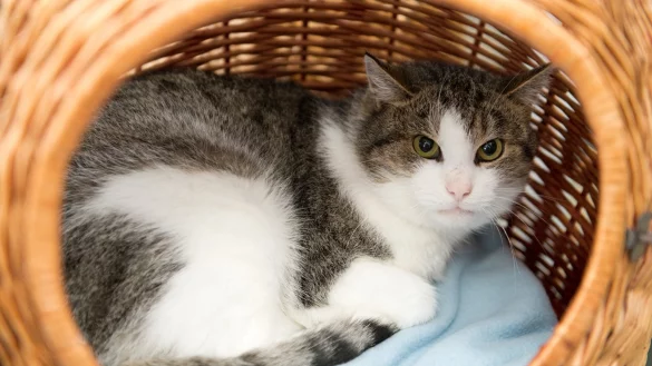 Tiersitter gesucht - &copy; Foto: dpa